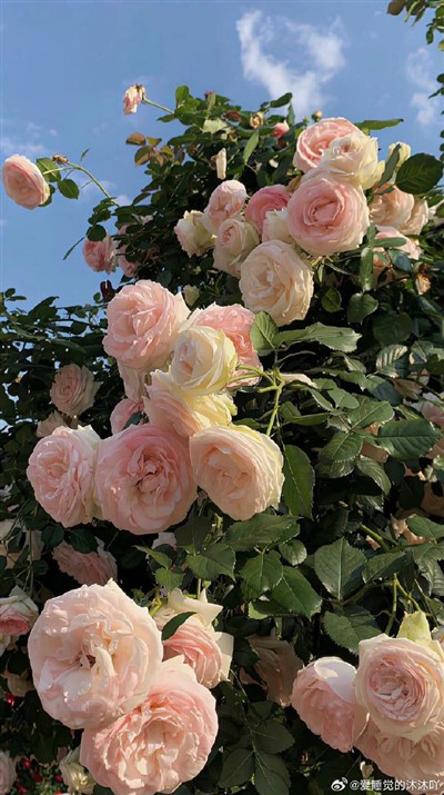 Lesale la Quartz Bakeng sa Lisebelisoa tsa Etching